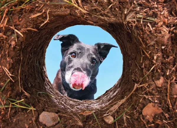 Cute black lab looking into a hole in dirt licking her face with blue sky above — Stock Photo, Image