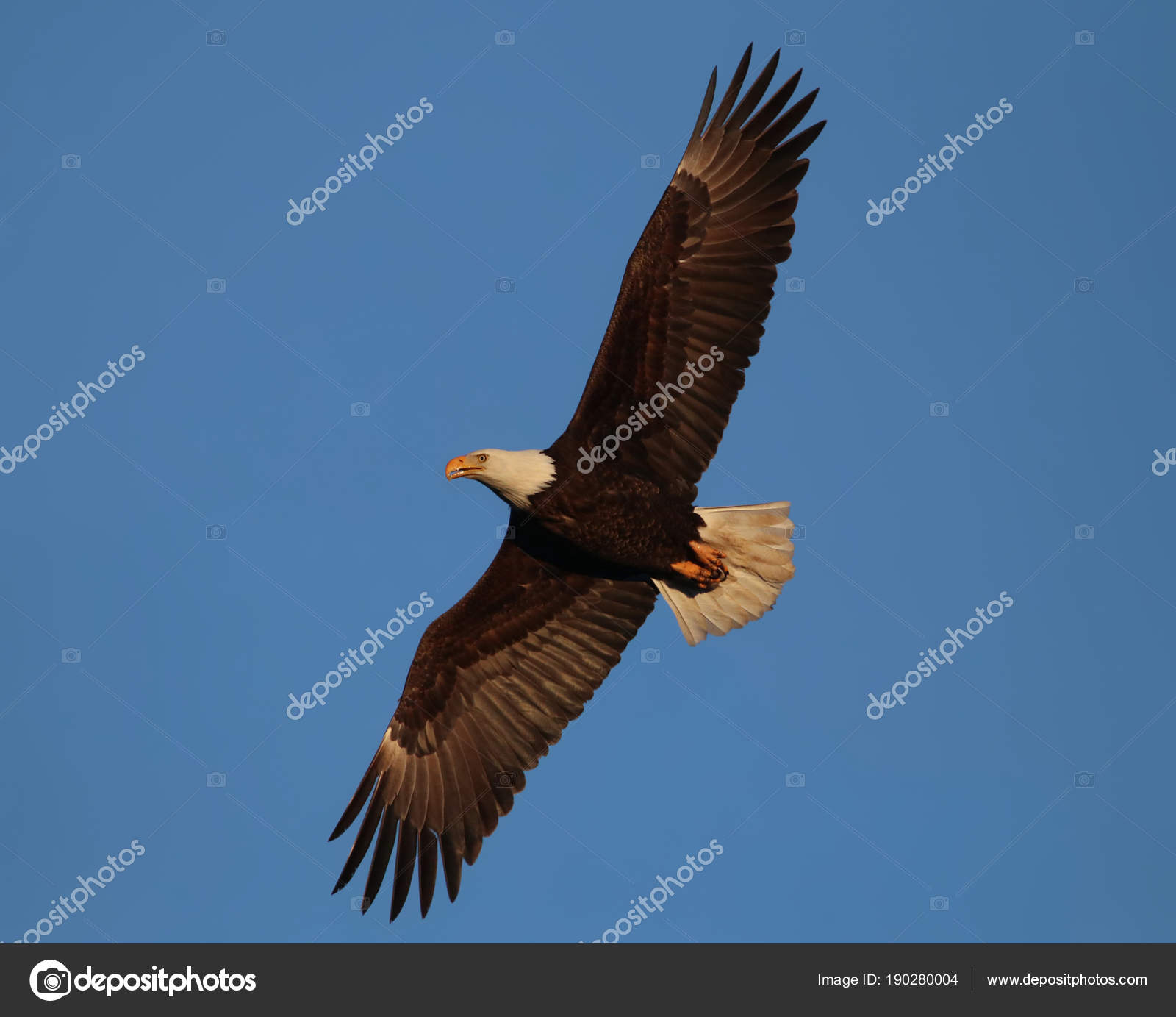 Beautiful Adult Golden Eagle Flying Overhead Stock Photo