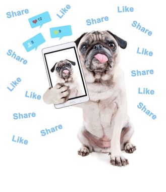 dışarı asılı bir selfie alarak beyaz bir arka plan üzerinde izole Studio dili ile şirin pug köpek yavrusu