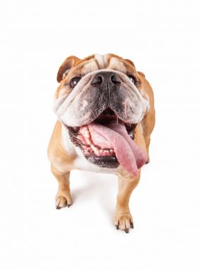 Bulldog ile beyaz bir arka plan üzerinde izole, dilini vurdu stüdyo 