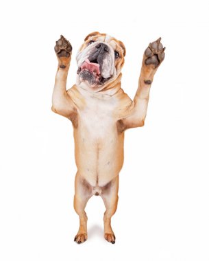Beyaz bir arka plan üzerinde atış studio yalvarıyor onun arka ayakları üzerinde Bulldog duran izole 