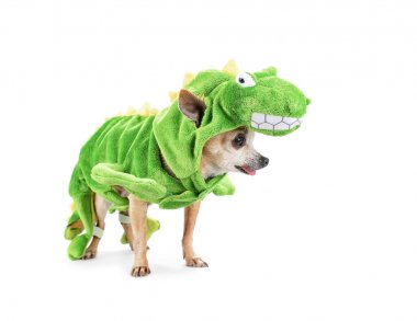 Beyaz bir arka plan üzerinde izole bir dinozor Kostüm giymiş yakışıklı chihuahua