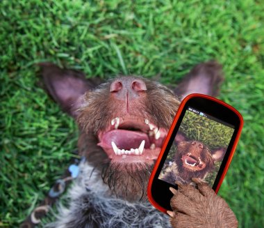 sırtında çimen ıslak ağzını bir selfie alarak yan dışarı asılı dili ile doğada dışarı Alman tel saçlı griffon