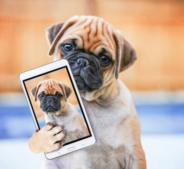 şirin chihuahua pug mix köpek (çuf) bir selfie alarak yaz aylarında bir arka bahçe çit içinde bir havuzda önünde tilt kafa kameraya bakarak bir retro vintage instagram filtre uygulaması ile tonda 