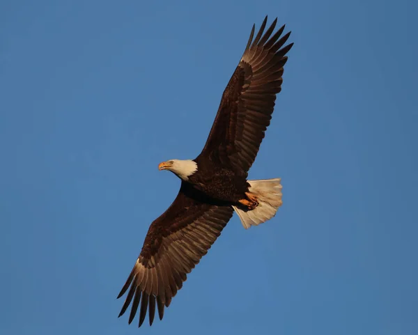 Beautiful adult golden eagle flying overhead — Stock Photo, Image