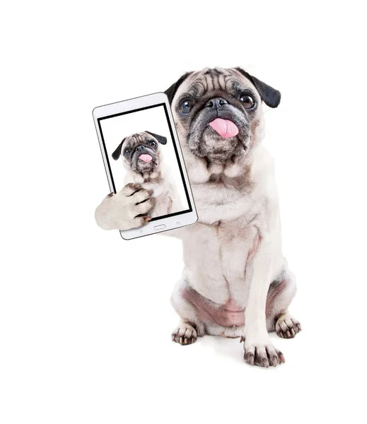 Anjing pug lucu dengan lidahnya nongkrong di studio terisolasi di latar belakang putih mengambil selfie — Stok Foto