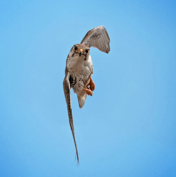 Foto bonito de um falcão pradaria voando lateralmente — Fotografia de Stock