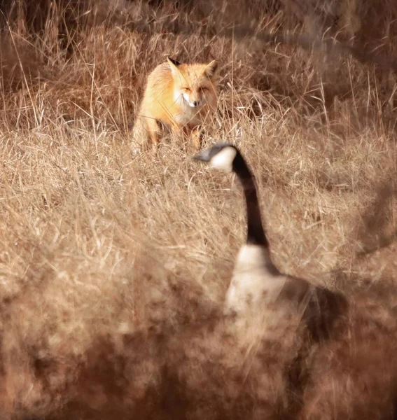 sneaky fox trying to hunt a canada goose in the brush