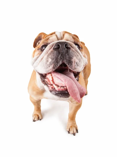 Bulldog con la lingua fuori studio girato isolato su uno sfondo bianco — Foto Stock