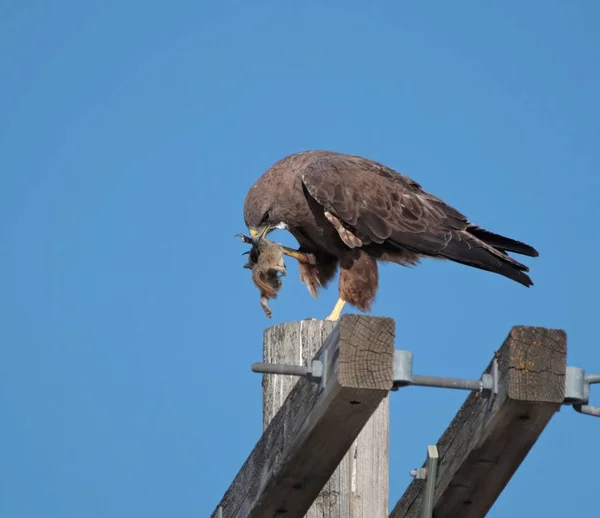 Swainson του hawk τρώγοντας ένα λιβάδι σκύλος στην κορυφή ενός πόλου — Φωτογραφία Αρχείου