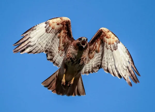 Hermoso halcón de cola roja chillando mientras vuela sobre la cabeza — Foto de Stock
