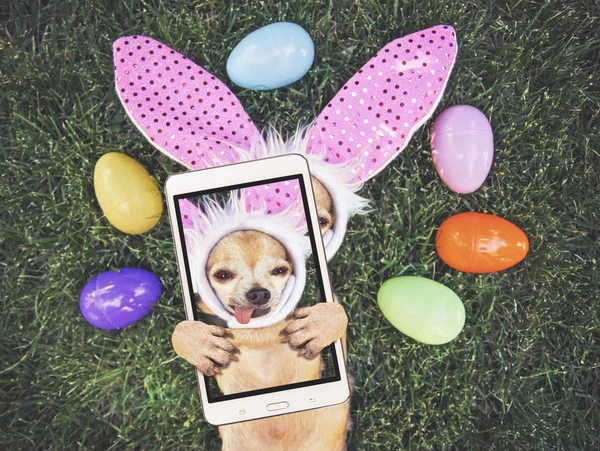 Photo authentique d'un chihuahua mignon avec des oreilles de lapin et sa langue entourée d'œufs de Pâques en prenant un selfie tonique avec une application de filtre instagram vintage rétro ou un effet d'action — Photo