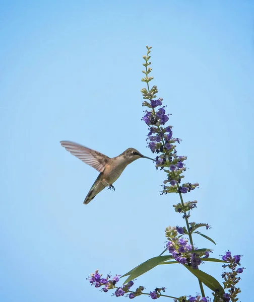 Doğal bir ortamda güzel sinek kuşu fotoğraf — Stok fotoğraf