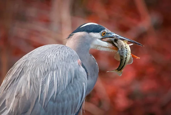 シマスズキ魚を食べるグレートブルーヘロンの美しい写真 — ストック写真