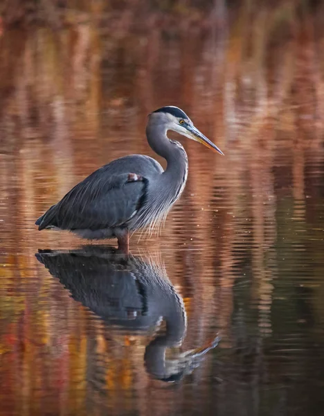 Beau grand héron bleu pataugeant dans un étang à la recherche de poissons à manger avec des couleurs chaudes et crémeuses — Photo