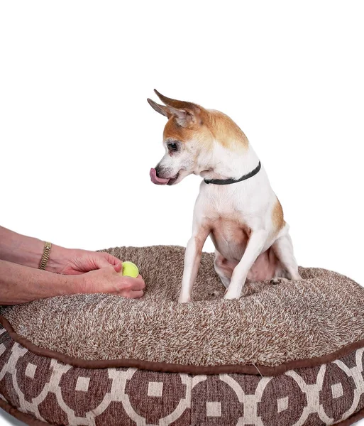 Mignon rat terrier chihuahua mix assis sur un lit pour animaux de compagnie regardant une balle de tennis — Photo