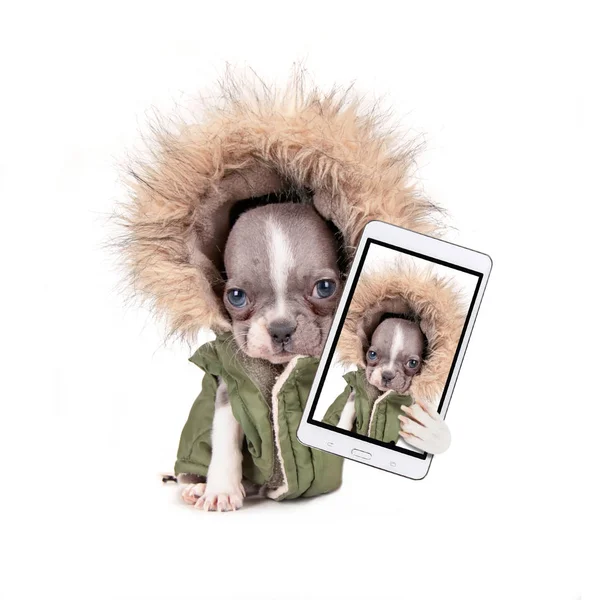 Fotografie roztomilé Francouzský buldoček štěně ve studiu bundu hoodie střílel na izolované bílém pozadí s selfie — Stock fotografie
