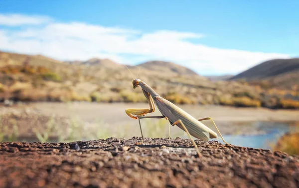 Gran angular foto aislada de una mantis religiosa sobre un fondo natural —  Fotos de Stock