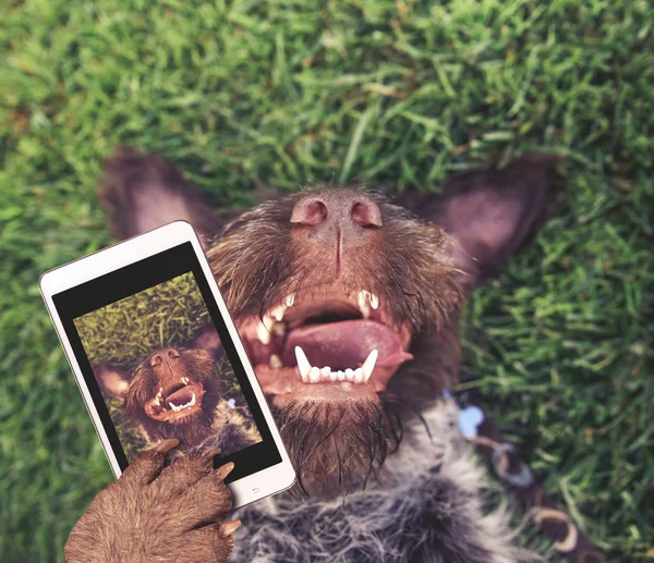 Německý ostnatý drát vlasy griffon bodů v přírodě na zádech v trávě s jeho jazyk visí z boční ústy mokré, přičemž selfie tónovat eff filtr retro vintage instagram aplikace nebo akce — Stock fotografie