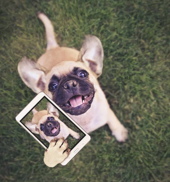 Cute chihuahua pug mix puppy playing outside in fresh green grass taking a selfie toned with a retro vintage instagram filter app or action effect — Stock Photo, Image