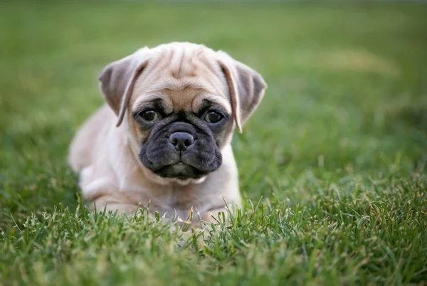 Schattige baby pug chihuahua mix genaamd een chug spelen op een groene wet — Stockfoto