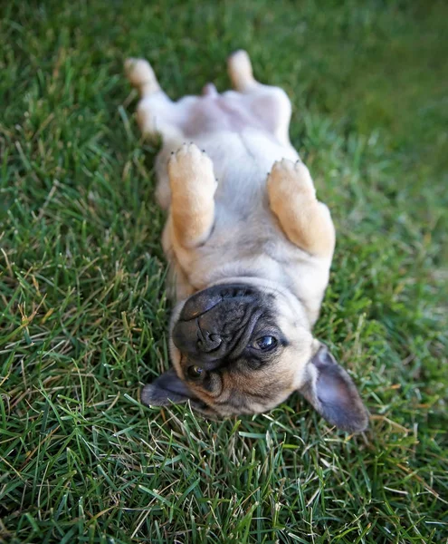 Bonito bebê pug chihuahua mistura chamado um chug jogar em uma lei verde — Fotografia de Stock