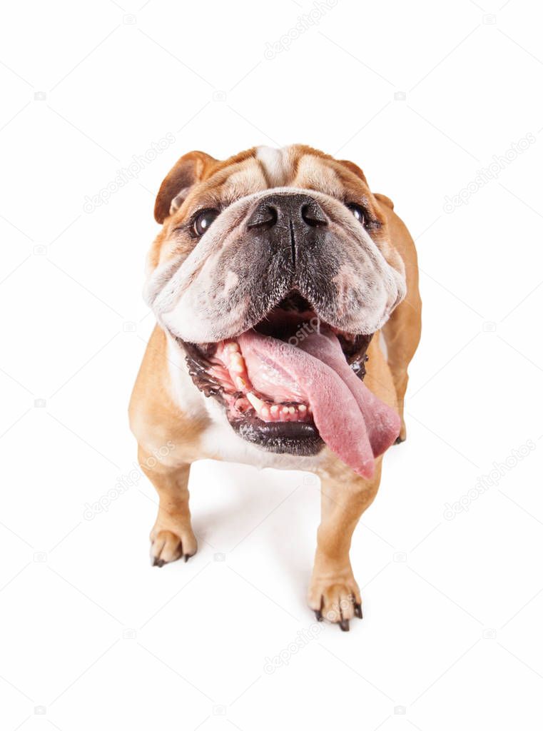bulldog with his tongue out studio shot isolated on a white background 