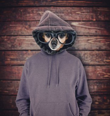 Gözlüklü şirin bir Chihuahua Studio vurdu ve bir ahşap arka plan üzerinde bir hoodie izole