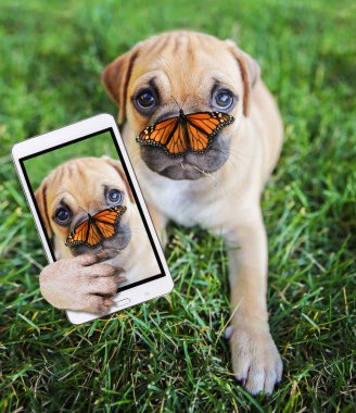 bir selfie alarak bir cep telefonu tutan şirin chihuahua pug mix