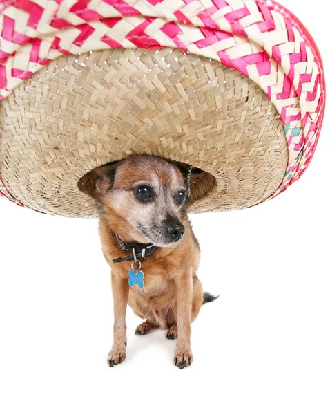 Niedlicher Chihuahua mit einem riesigen Sombrero-Hut auf isoliertem weißem Hintergrund — Stockfoto