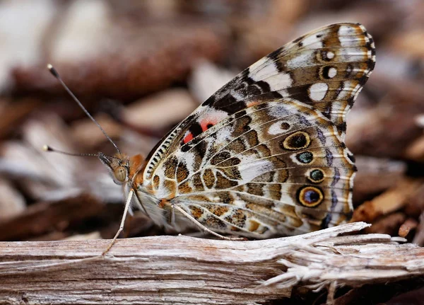 Beautiful painted lady butterfly on wood bark — Stock Photo, Image