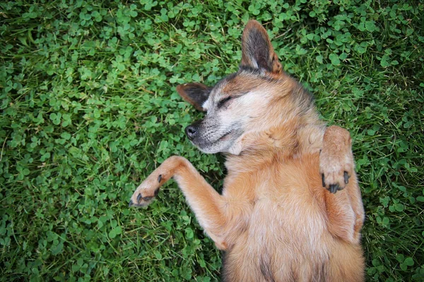 Chihuahua bonito rolando em torno de grama verde — Fotografia de Stock