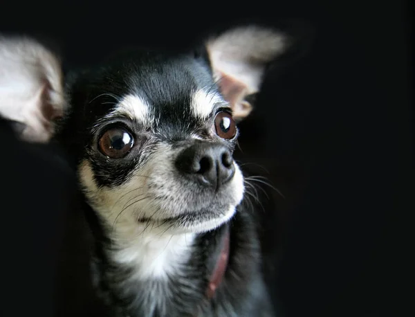 Studioaufnahme eines niedlichen schwarz-weißen Chihuahuas — Stockfoto