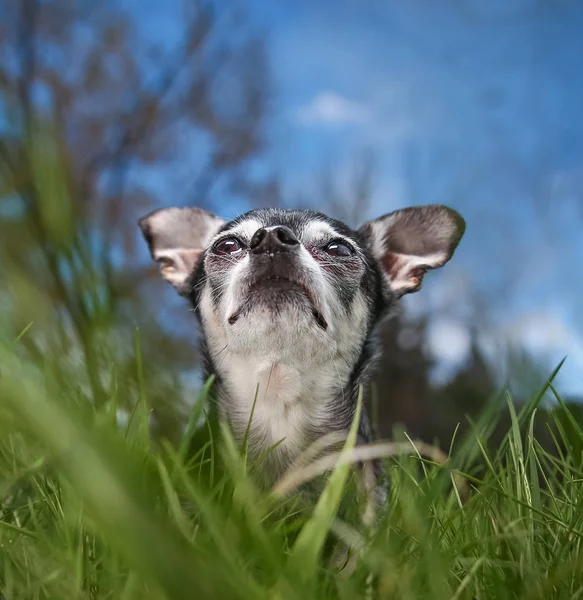 Roztomilý čivava velmi vysoké trávy při pohledu na modrou oblohu — Stock fotografie