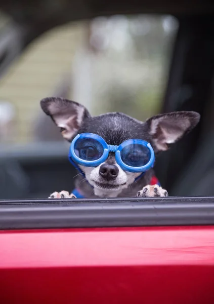 Lindo chihuahua con gafas en sentado en un coche con la ventana hacia abajo — Foto de Stock