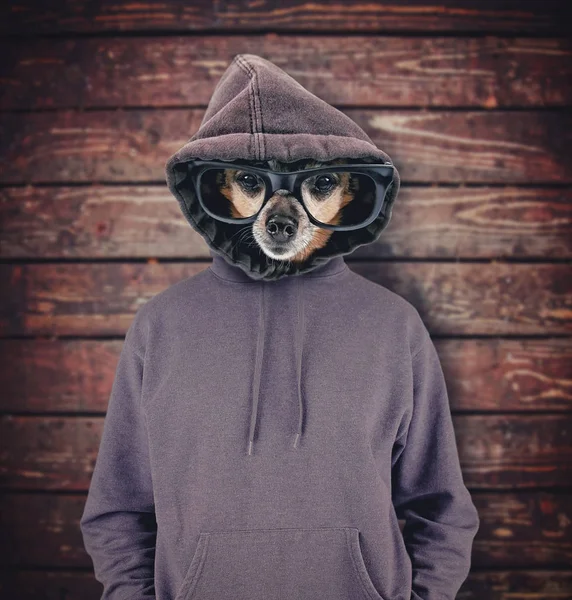 Studio shot of a cute chihuahua with glasses and a hoodie on isolated on a wooden background — Stock Photo, Image