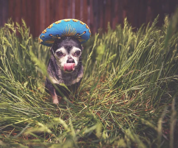 Chihuahua mignon dans l'herbe haute portant un sombrero bleu lécher son visage tonique avec un filtre instagram vintage rétro — Photo