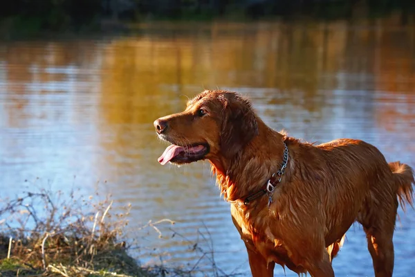 Pěkný pes hrát v místním rybníku v horkém letním dni — Stock fotografie