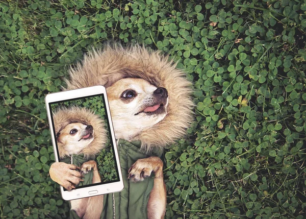 Lindo chihuahua acostado en hierba verde con trébol usando una sudadera con capucha de piel como chaqueta tomando un selfie tonificado con una aplicación de filtro de instagram vintage retro o efecto de acción — Foto de Stock