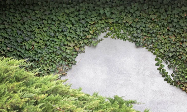 Ivy covered wall with an open space — Stock Photo, Image