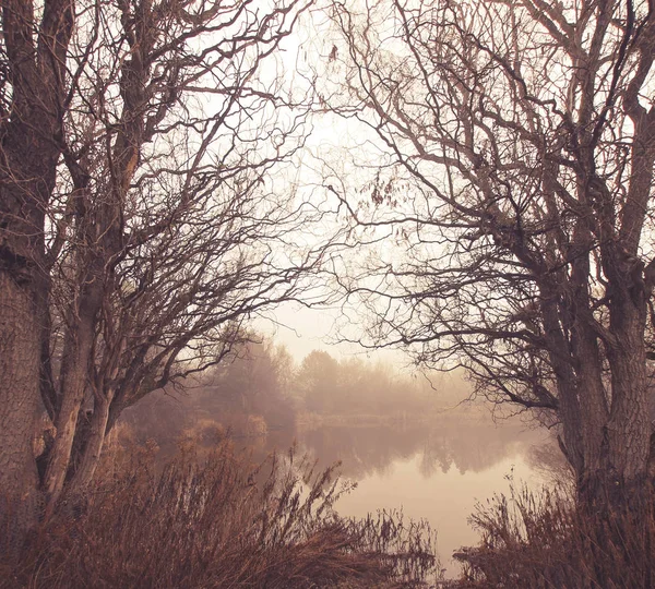 Lago de niebla visto a través de dos árboles estériles en invierno — Foto de Stock