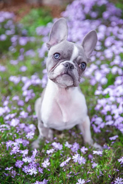 Aranyos francia bulldog kiskutya ül a lila virágok — Stock Fotó