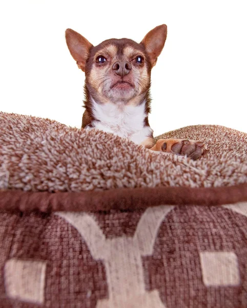 Wide angle shot of a cute chihuahua giving the stink eye while sitting on a pet bed on an isolated white background — Stock Photo, Image