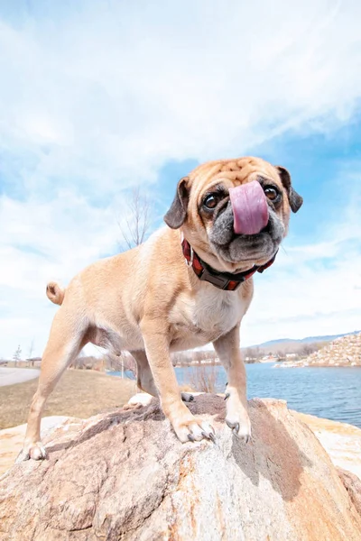 Chiot debout sur un rocher lécher son visage — Photo