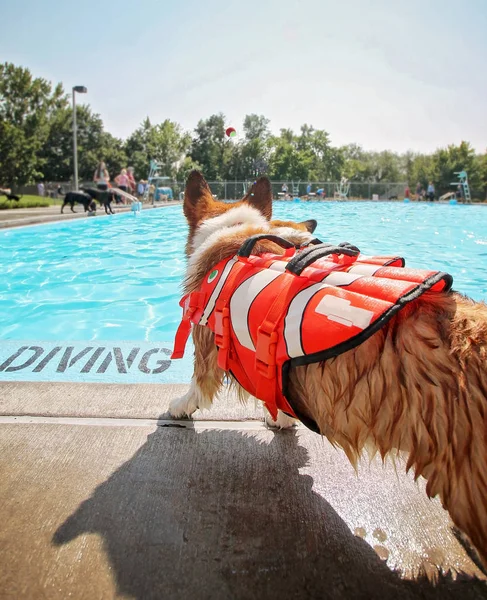 En söt hund spela på en allmän pool och ha en bra tid under sommaren semester semester — Stockfoto