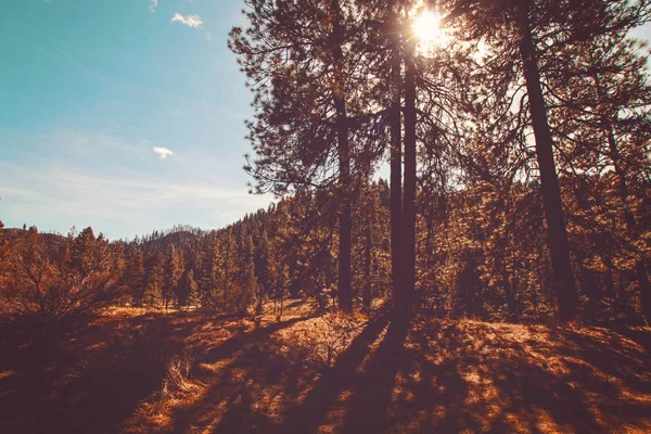 Vue panoramique sur le soleil qui brille à travers les arbres dans les montagnes tonique avec un filtre instagram vintage rétro — Photo