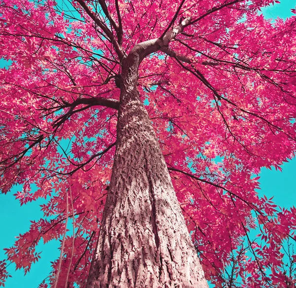wide angle shot of a large pink tree full of leaves in a local public park toned with a retro vintage instagram filter