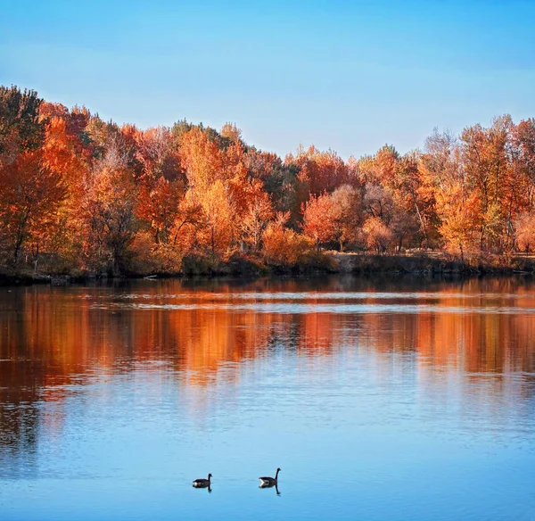 Dwie gęsi pływanie w stawie jesienią stonowanych się z filtrem retro vintage instagram — Zdjęcie stockowe