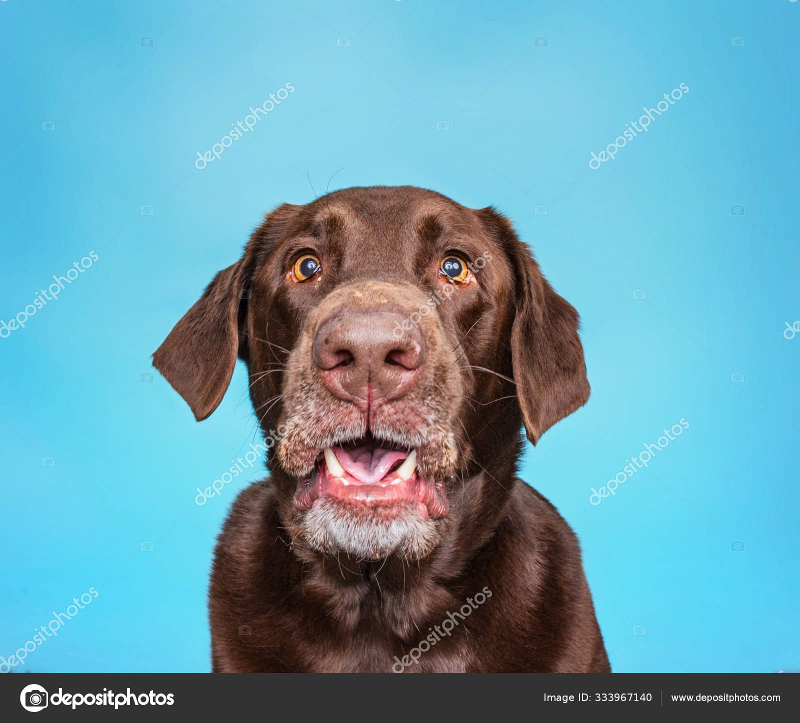 funny chocolate lab