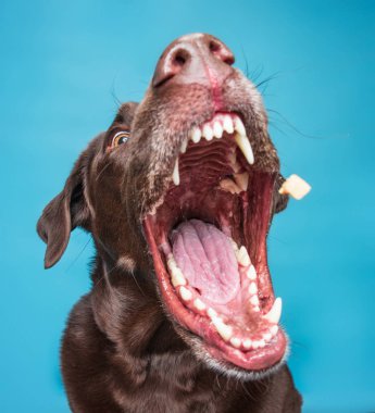 Çikolata laboratuvarı izole edilmiş mavi bir arka planda tedavi görüyor.